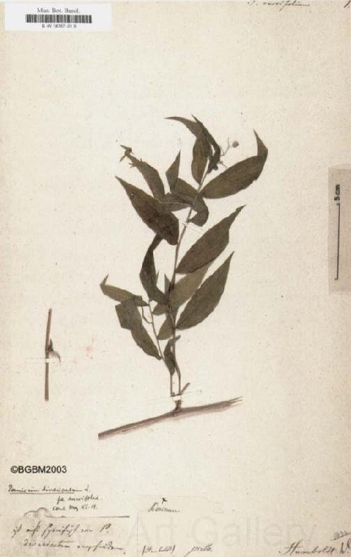 Alexander von Humboldt Panicum ruscifolium Spain oil painting art